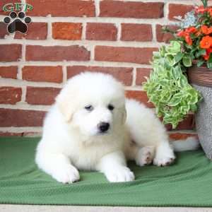 Skip, Great Pyrenees Puppy